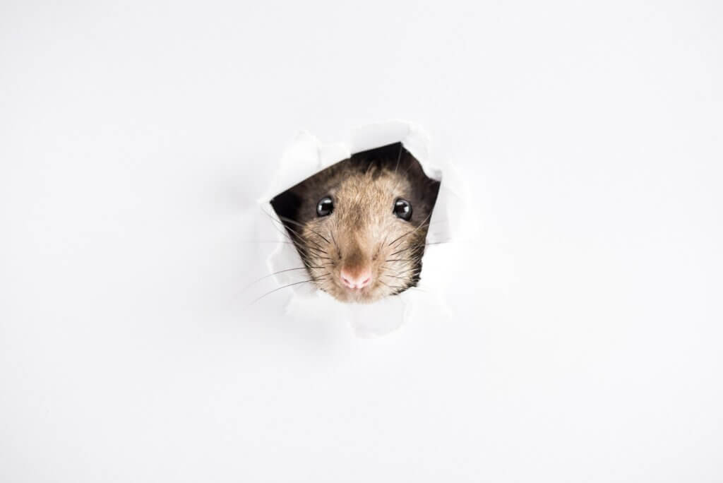 cute and brown rat looking through hole in New Year