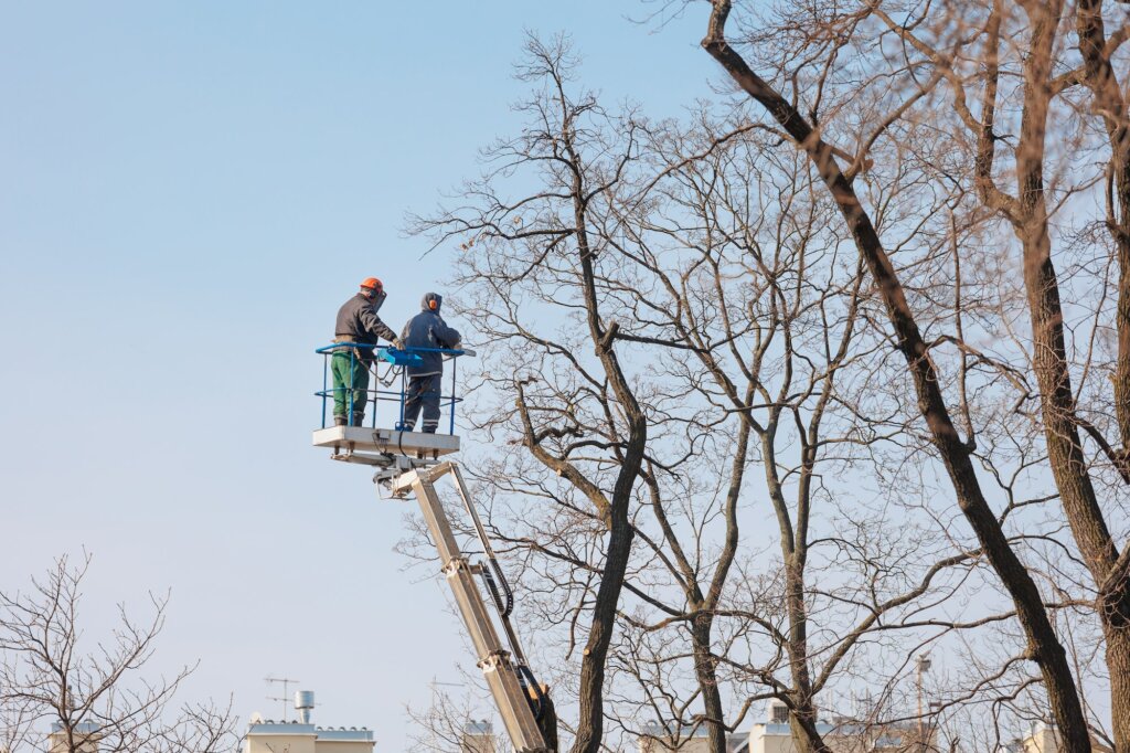 two men in uniform are cutting tree branches with a chainsaw at a height, a logger is the process